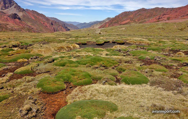 ground vegetation