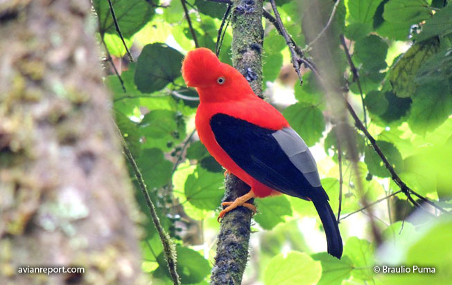 andean-cock-of-rock