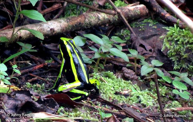 poison arrow tree-frog