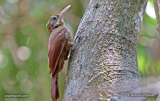 buff-throated woodcreeper