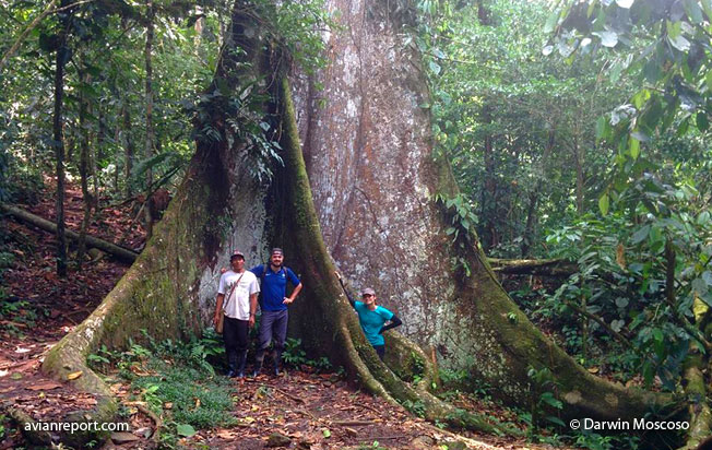Tropical Forest Formations