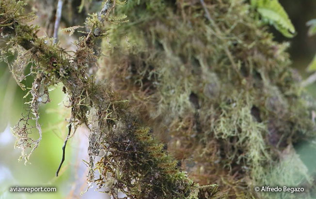 lichens