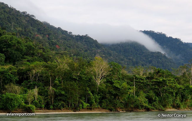 tropical Cloud forest 
