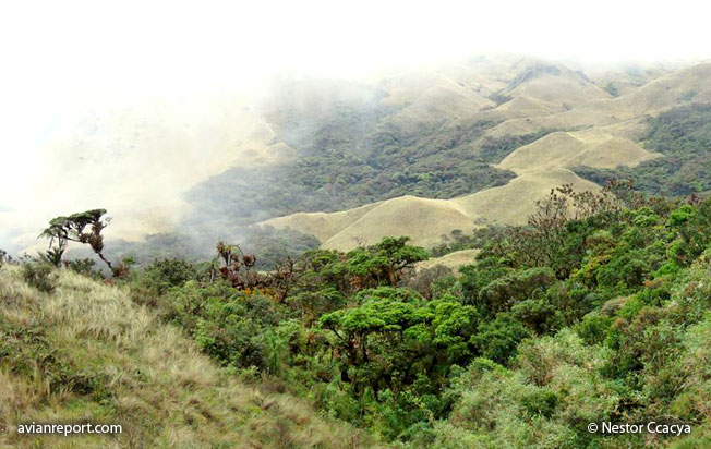 Treeline forest