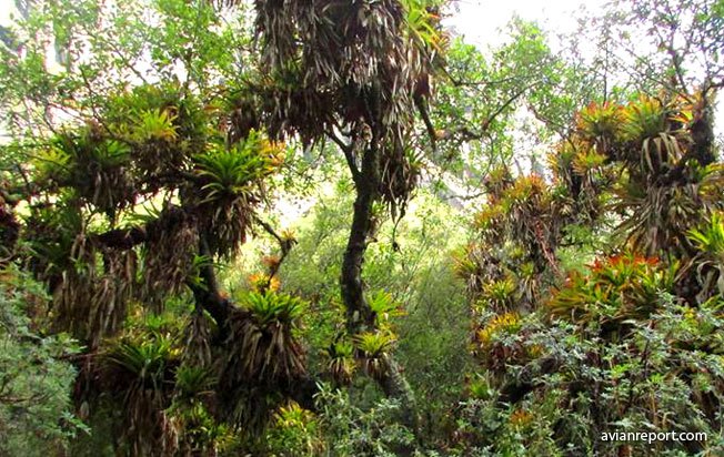bromeliad and epihytes