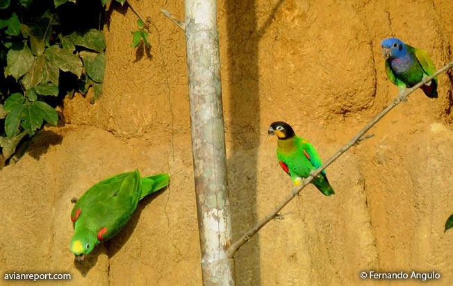 tambopata clay lick