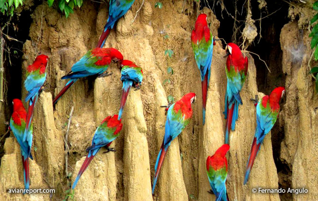 macaw clay lick