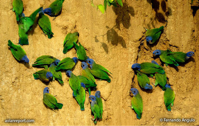 parrot clay lick