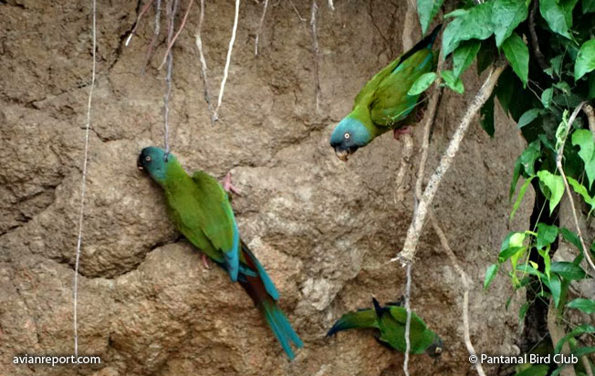 blue-headed-macaw clay lick