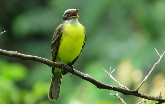 social_flycatcher