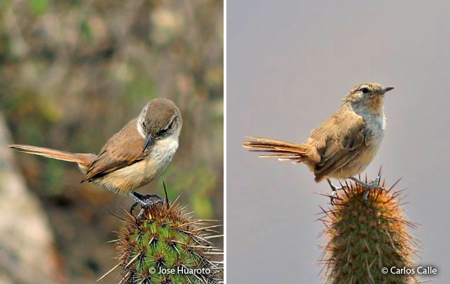 cactus_canastero_lomas-de-lachay