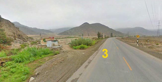 cactus canastero_at lomas de lachay