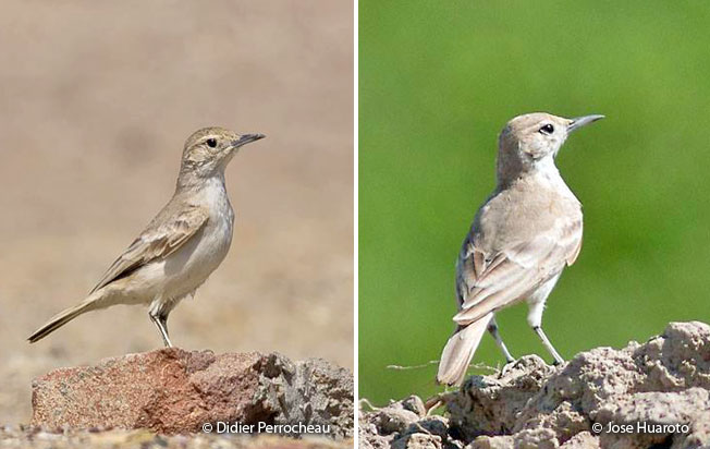 coastal_miner_lomas-de-Lachay