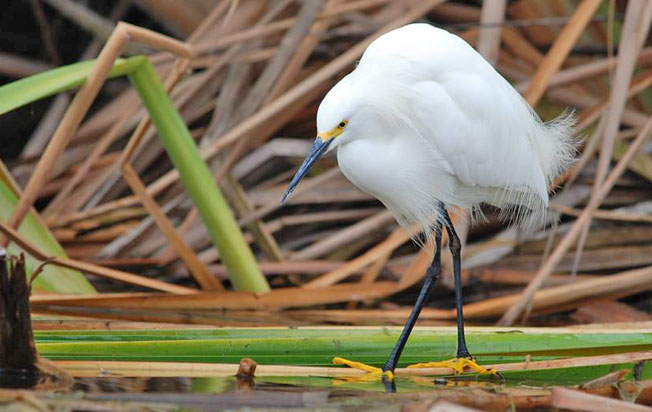 snowy_egret