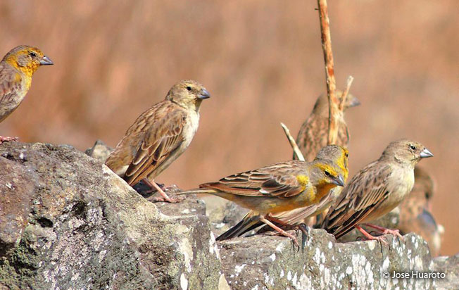 raimondi's_yellow-finch_Lachay