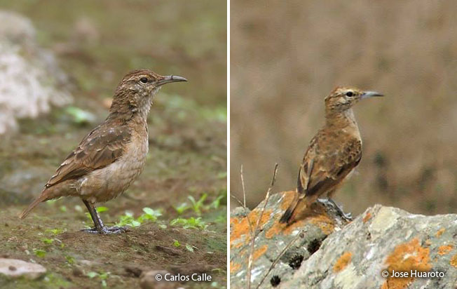 birds_lomas_de_lachay