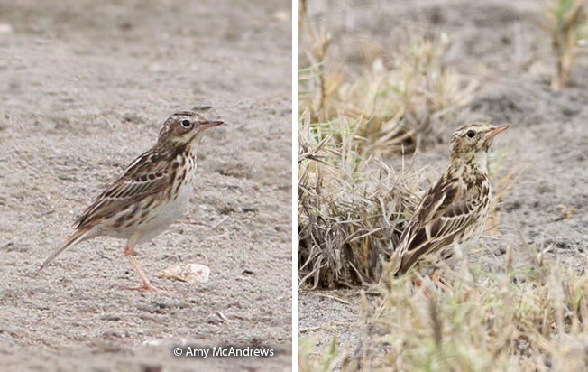 yellowish_pipit_lomas-de-lachay