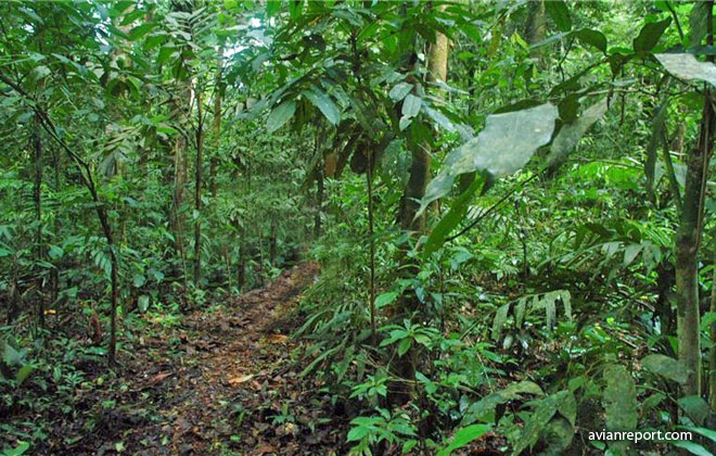 understory_Tropical Lowland Evergreen Forest