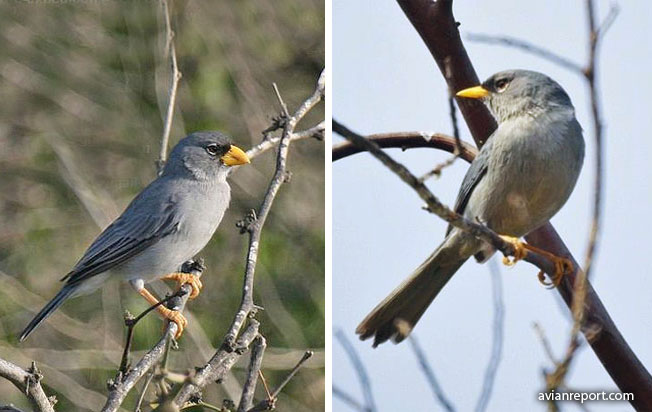 bird-different-range