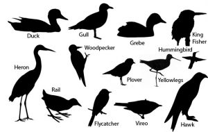 how-to-identify-birds