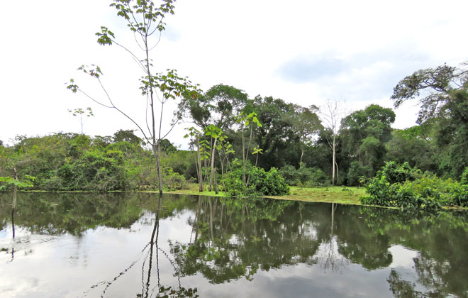 outside-flooded-tropical-evergreen-forest