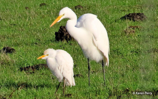 bird size