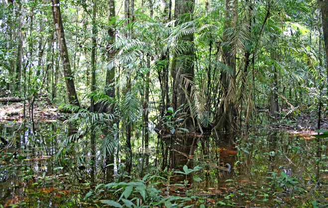flooded-forest-interior