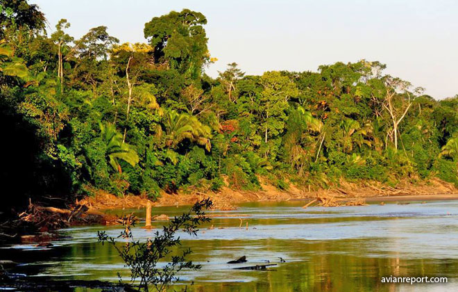 Tropical Lowland Evergreen Forest