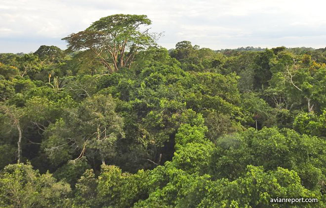 Tambopata_Tropical Lowland Evergreen Forest