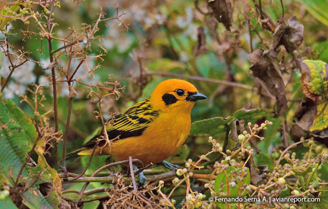food-bird-habitats