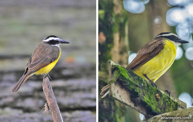 birds-different-habitats