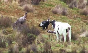 andean-condor-capable-of-killing-live-animals