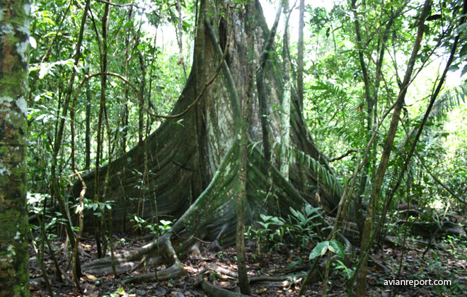 buttressed_tree_Tropical Lowland Evergreen Forest