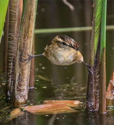 bird habitat wren-like rushbird