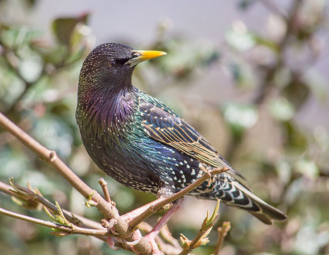 starling_threats to birds
