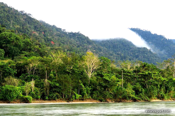 clouds_Montane Evergreen Forest