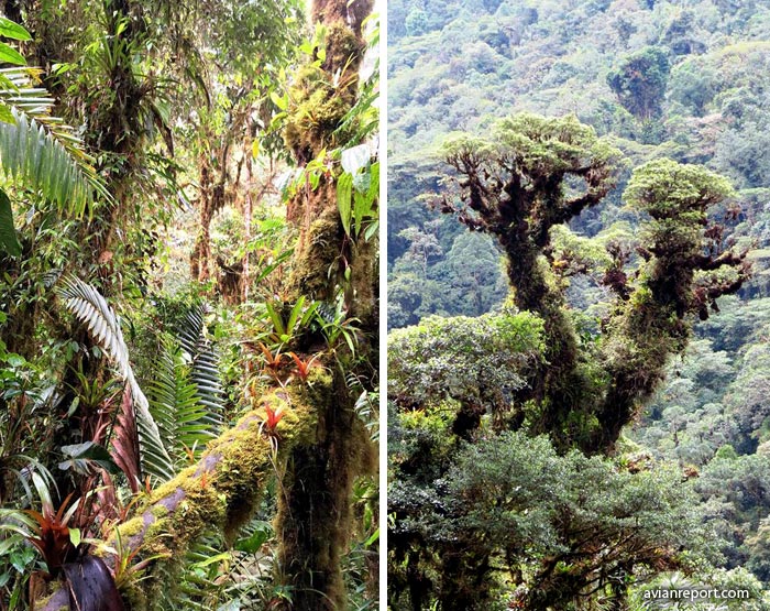 bromelias-moss_Montane Evergreen Forest