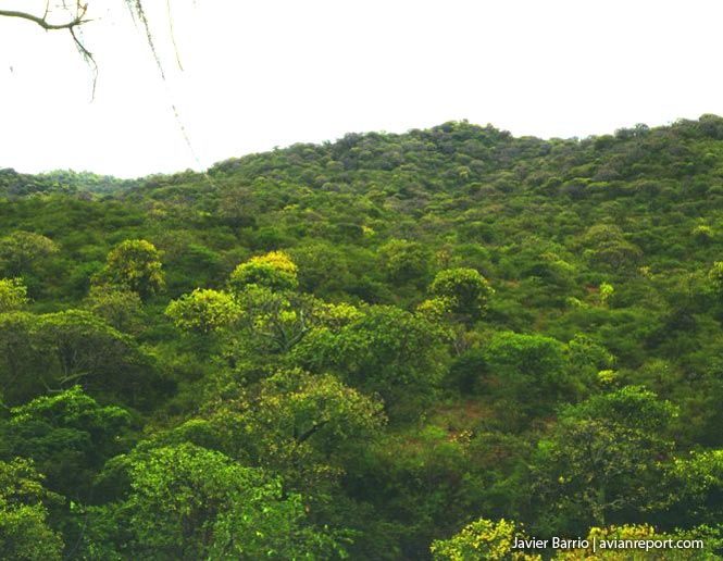 lush-Tropical Deciduous Forests