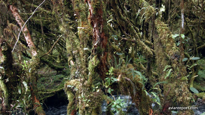 interior_elfin-forest