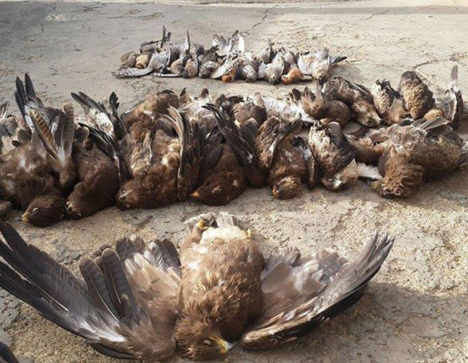 hunting_threats to birds