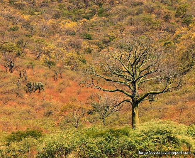 tropical-deciduous-forest