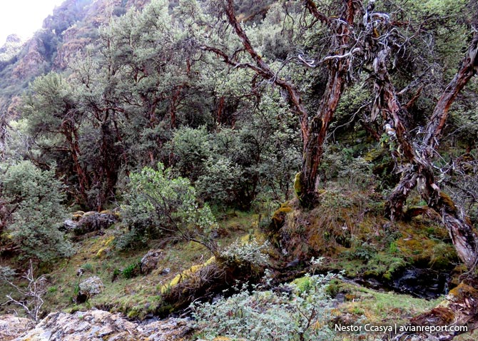 trunks_Polylepis Woodlands