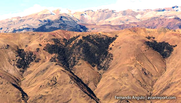 location_Polylepis Woodlands