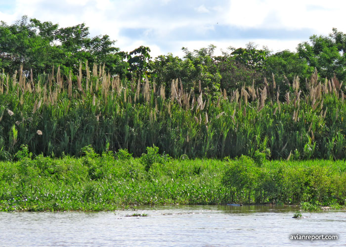 succession-river-habitat