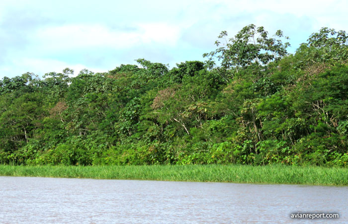 River Edge and River Island Forest