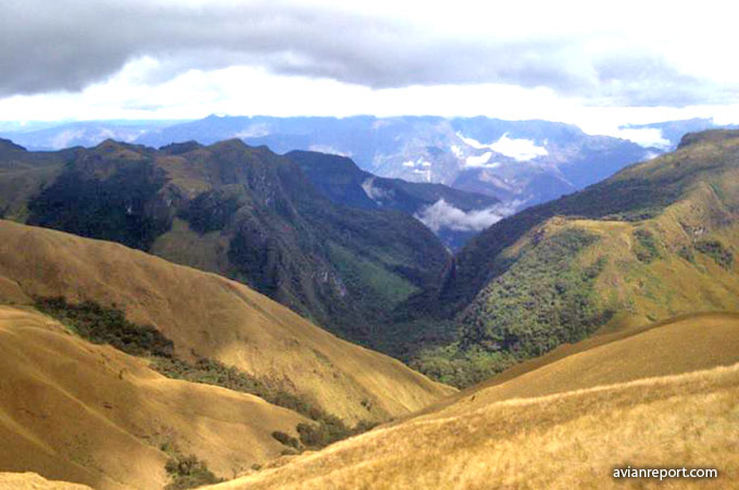 upper_limit_montane Evergreen Forest