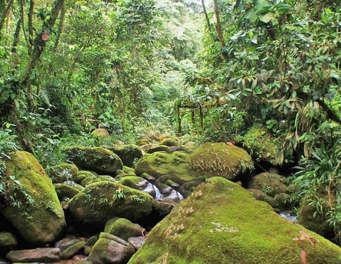 stream