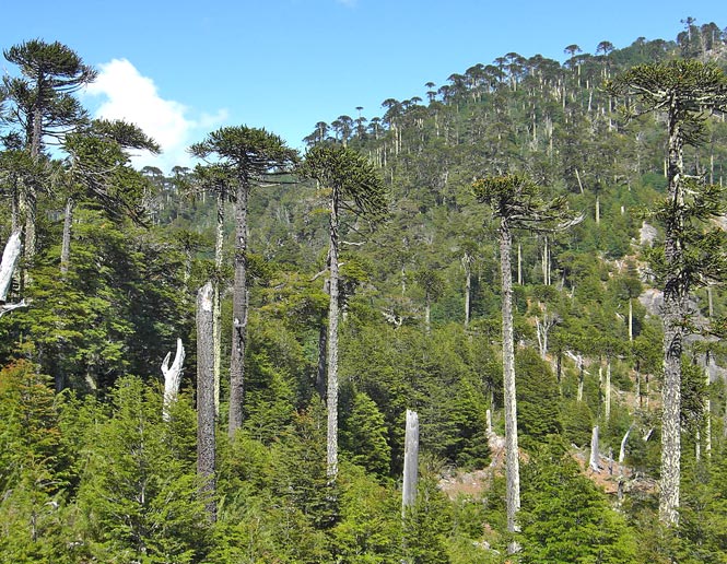 Southern Temperate Forest