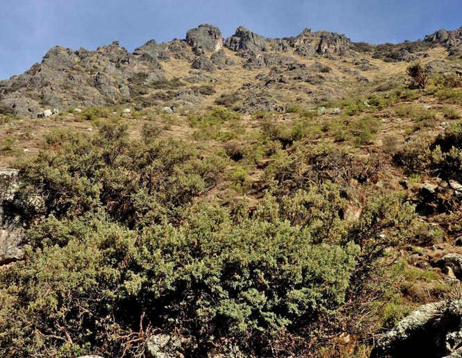 arid montane scrub