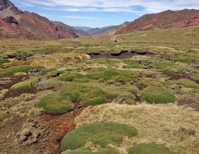 bog